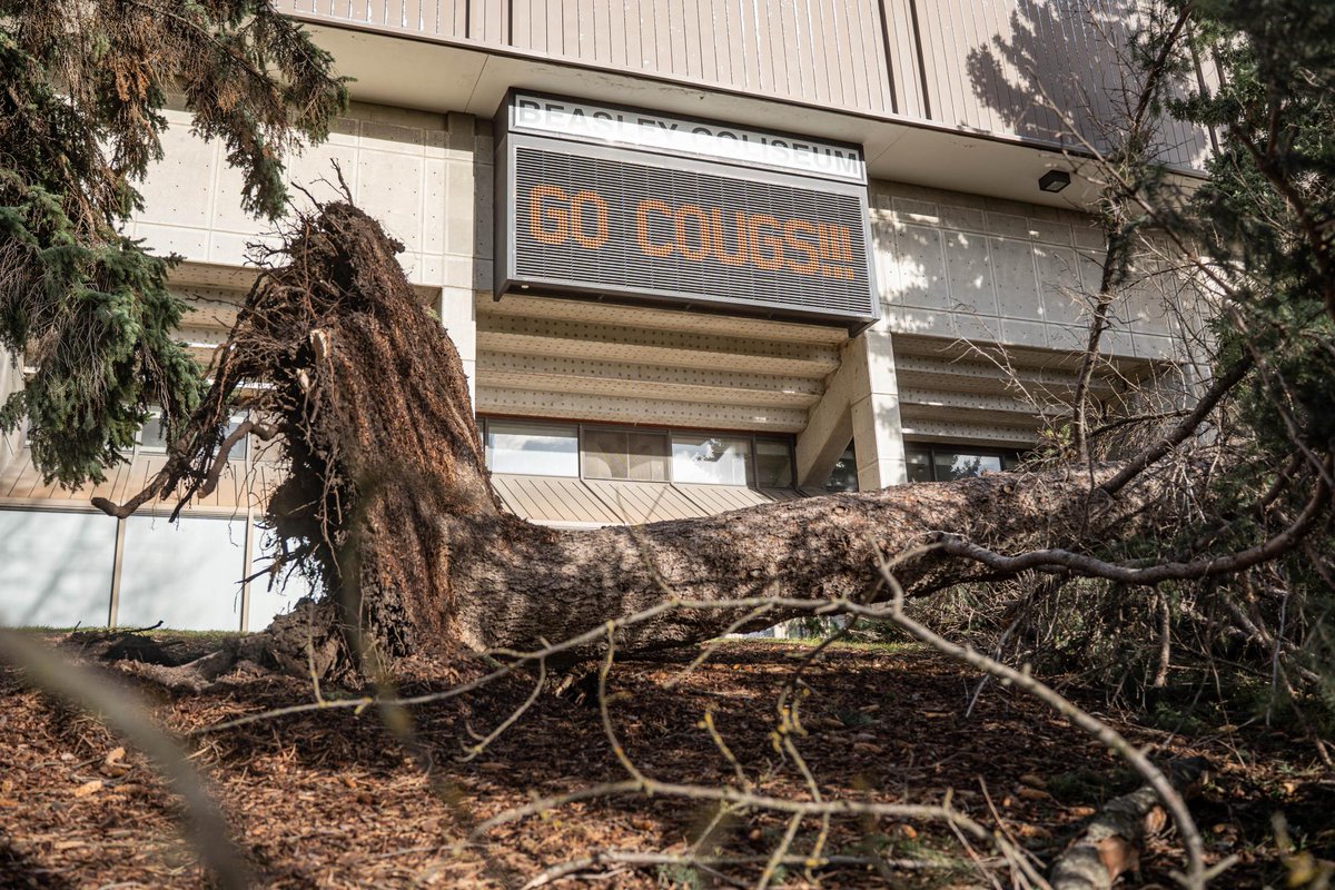 The Daily Evergreen tweet media