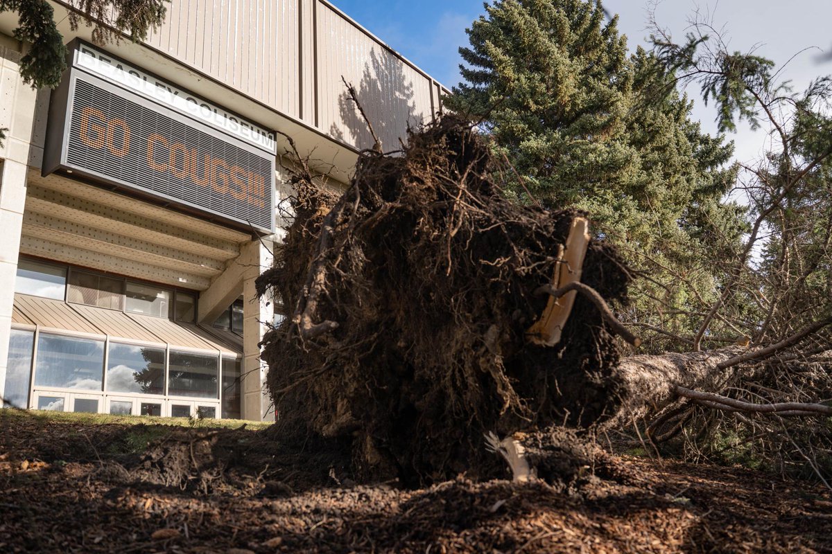 The Daily Evergreen tweet media