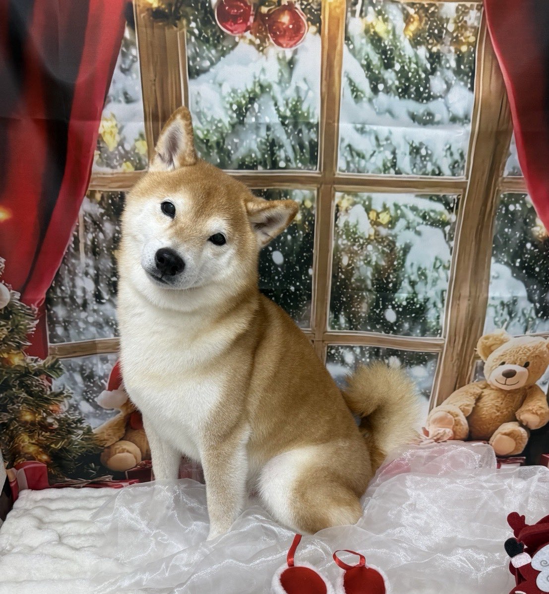 柴犬シエル (@ciel0625_shiba2) / Posts / X