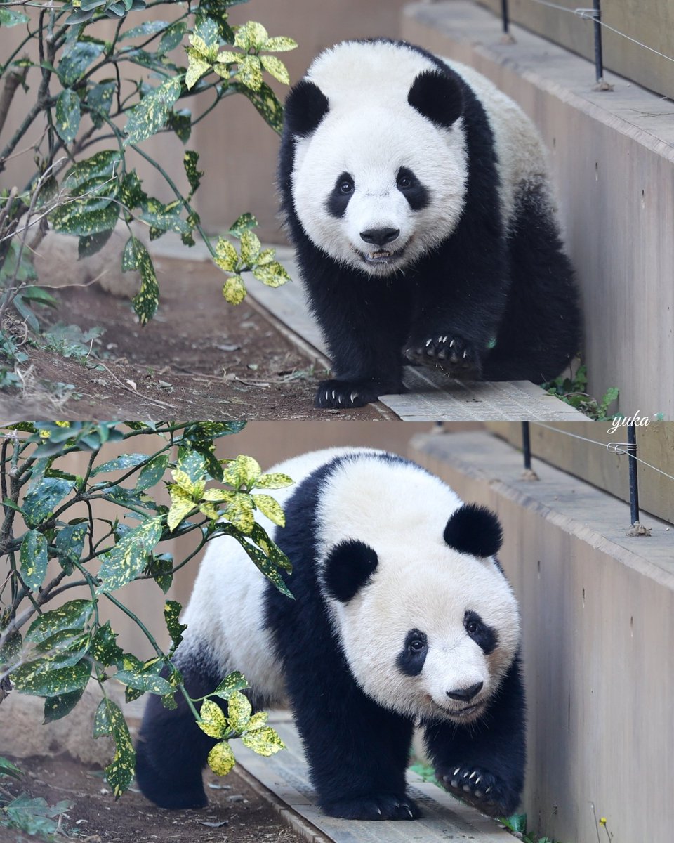 パンダのしあわせ (@pandanoshiawase) / Posts / X