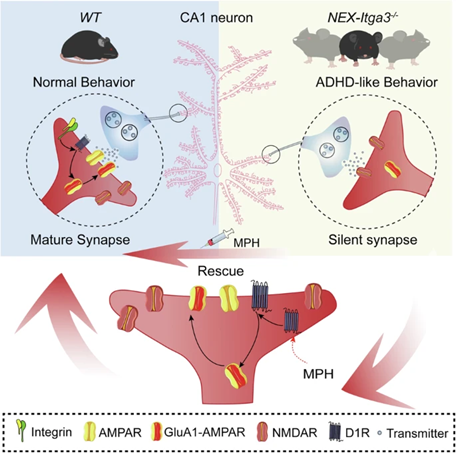 NeuralCell's tweet photo. #Integrin α3 is implicated in #ADHD and other neurodevelopmental disorder.

A study in Molecular Psychiatry identifies hippocampal AMPAR regulation as a key pathway through which ITGA3 influences ADHD-related phenotypes.

https://t.co/xMWQp5vp8v https://t.co/1er7kvc1SE