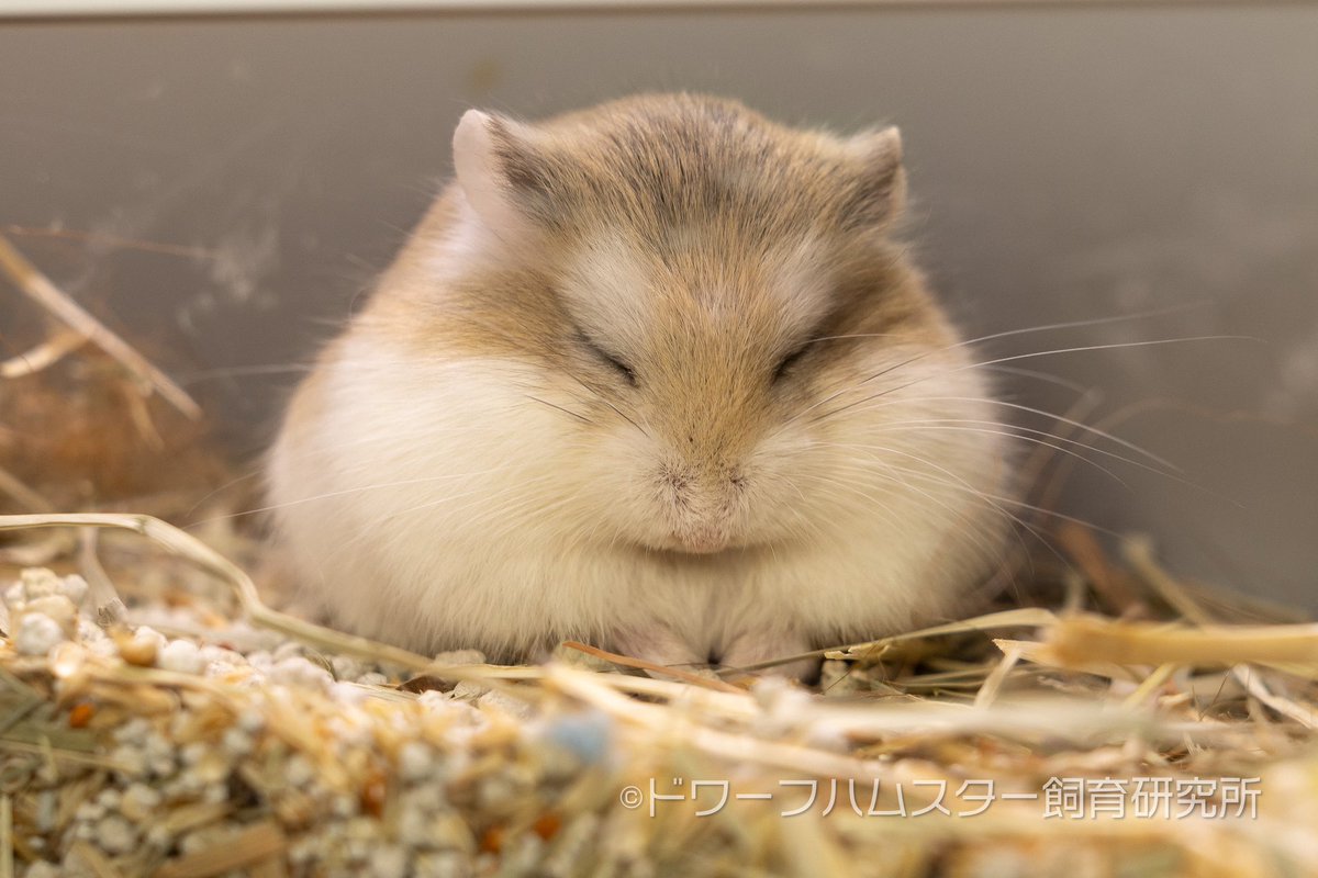 hamster_lab_'s tweet photo. 今朝のおにぎり坊や https://t.co/blhOZEqy0Z