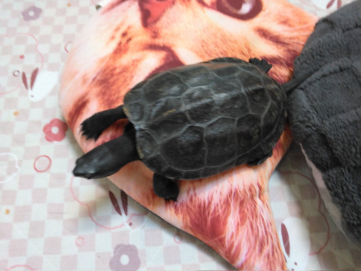 仕事納めしてきました🌇
週末冬眠します🐢🐢🐢