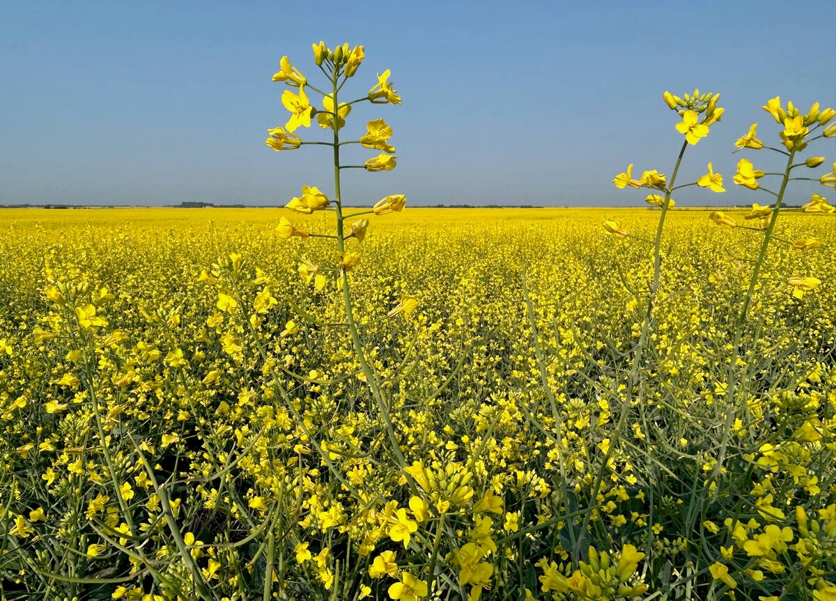 ICE canola weekly outlook: Little positive for futures. vist.ly/4ixxr