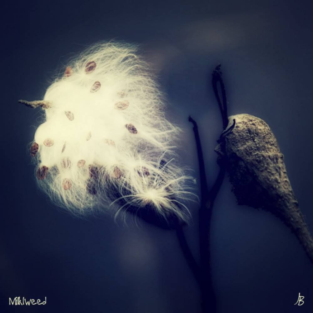 JolieBStudios's tweet image. The blessing of milkweed (Asclepias syriaca)- native perennial
 buff.ly/FFqXJCs #blessing #nature