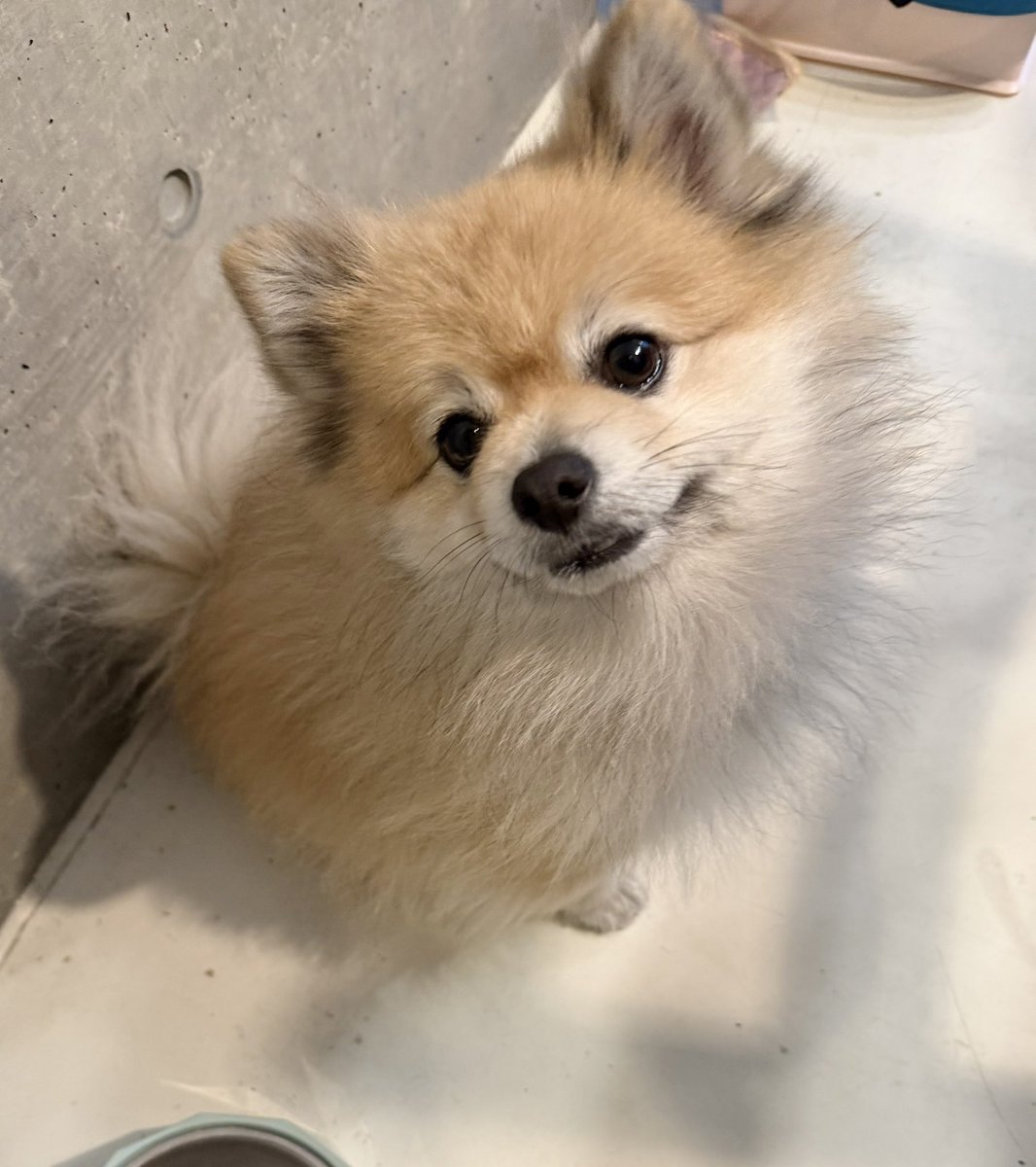 デカポメ🐶⛩️ポルくん🗼 (@AccessoryshopF) / Posts / X