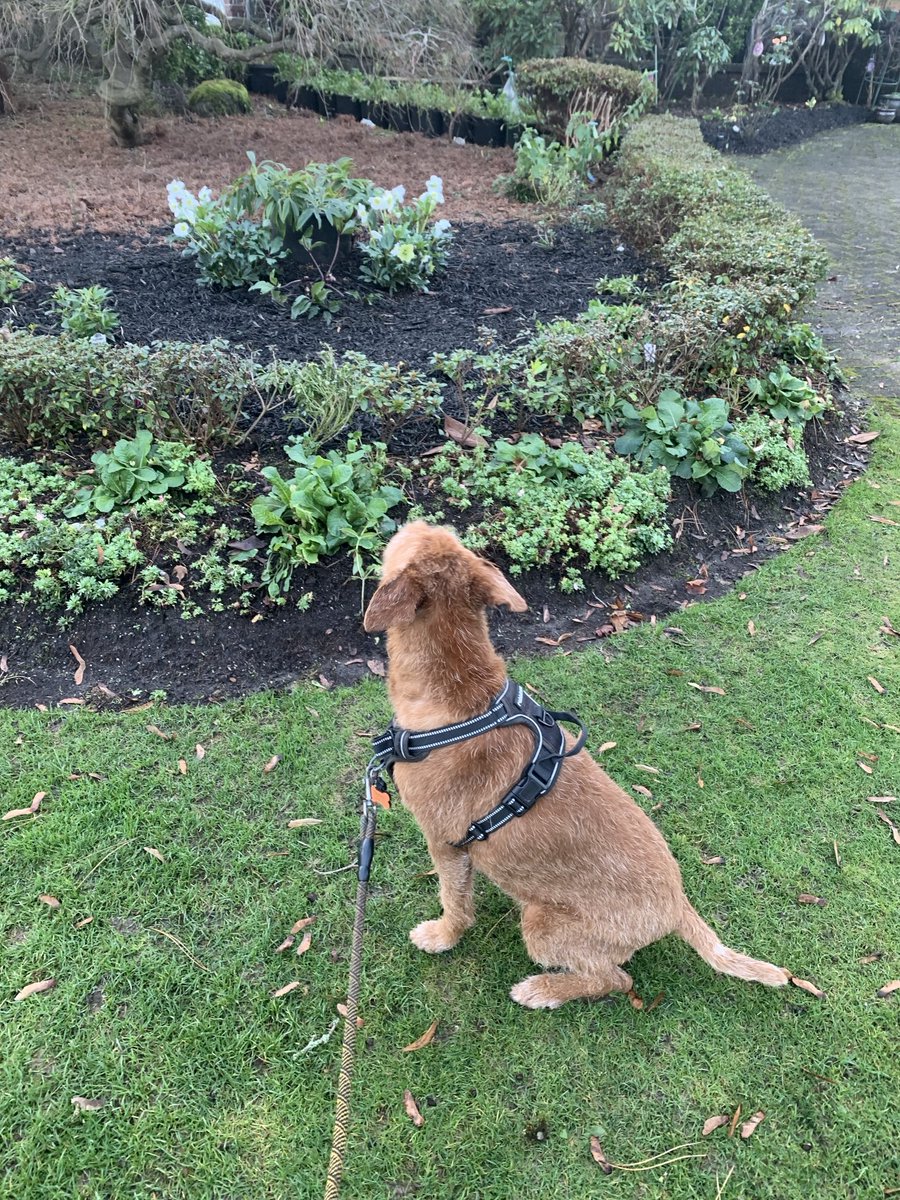 DublinIrishPup's tweet photo. #WontLookWednesday and hey Mum why are dere some floofs in dis yard #DecemberWeather https://t.co/sAWW7TFuUI