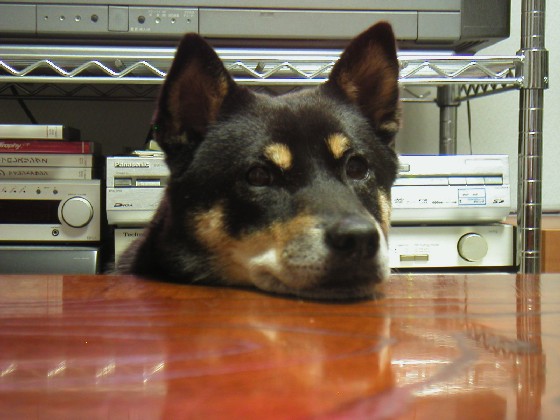 黒柴コーヒー (@9648coffee) / Posts / X