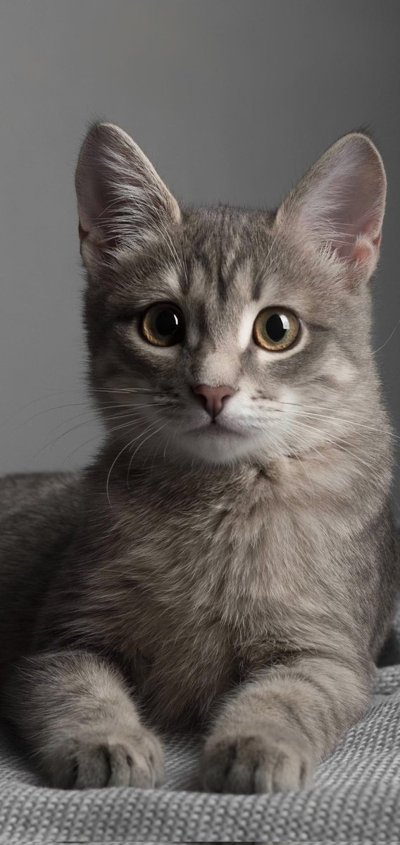 🐕 ͗ ͗さんと🐱さんですぅ💜