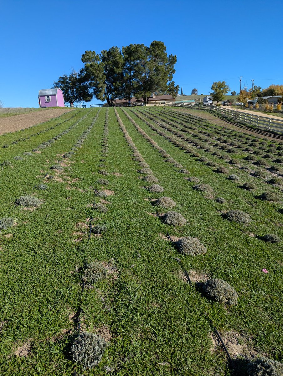 California Lavender Honey Farm (@CaliLavenderHon) / Posts / X