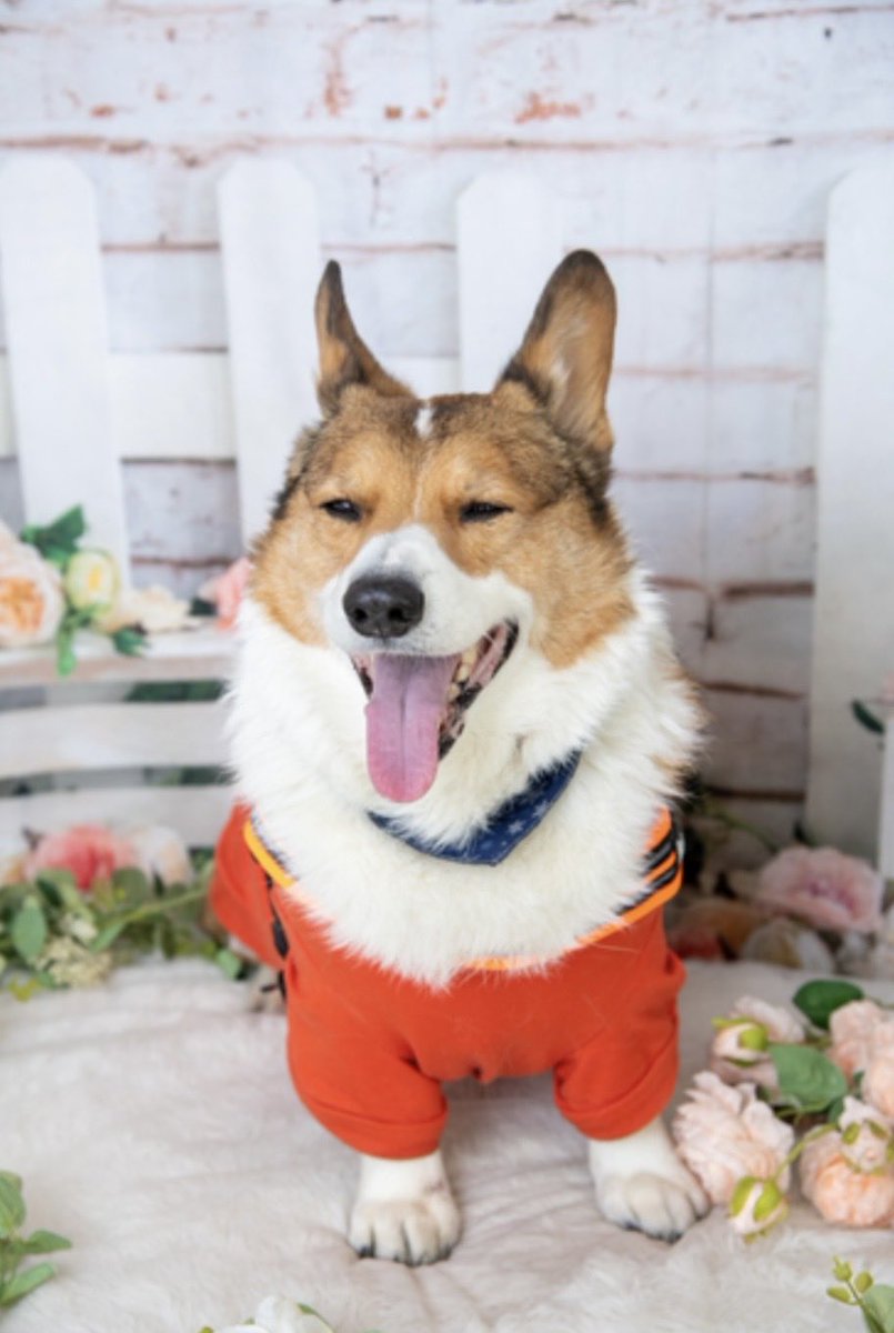 りつ corgi♡ (@0117kotarou) / Posts / X