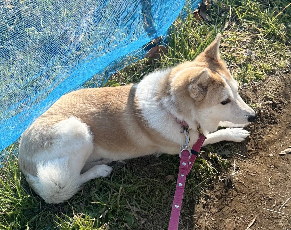 これは昨日のお日様を堪能中昼散歩かりんさん