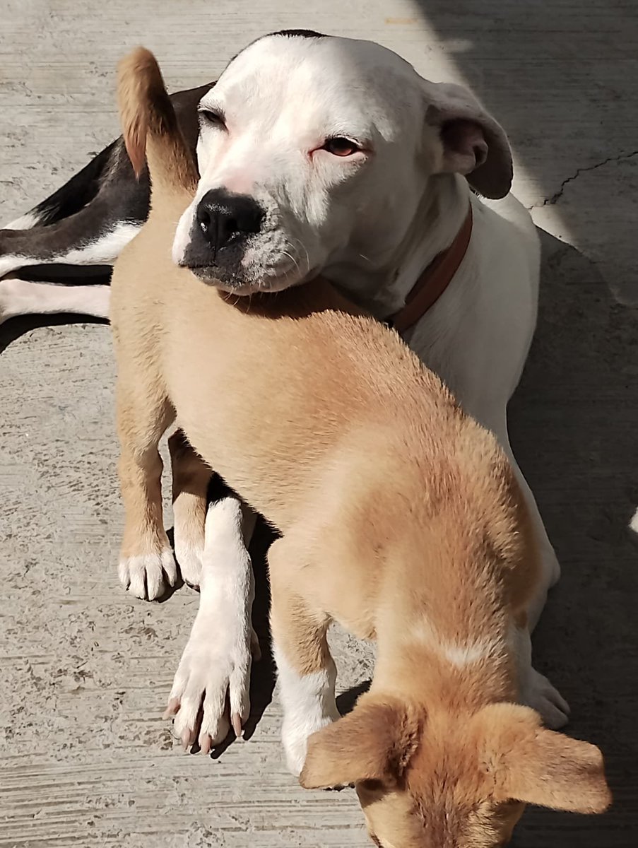 Ayúdenos con mucha difusión para Vaquita por favor!
Por sus características físicas es de los perros que nadie adopta. 
A pesar de que tiene una personalidad muy hermosa , de que se lleva bien incluso con gatos a la gente simplemente no le importa eso, nadie pregunta por ella :(