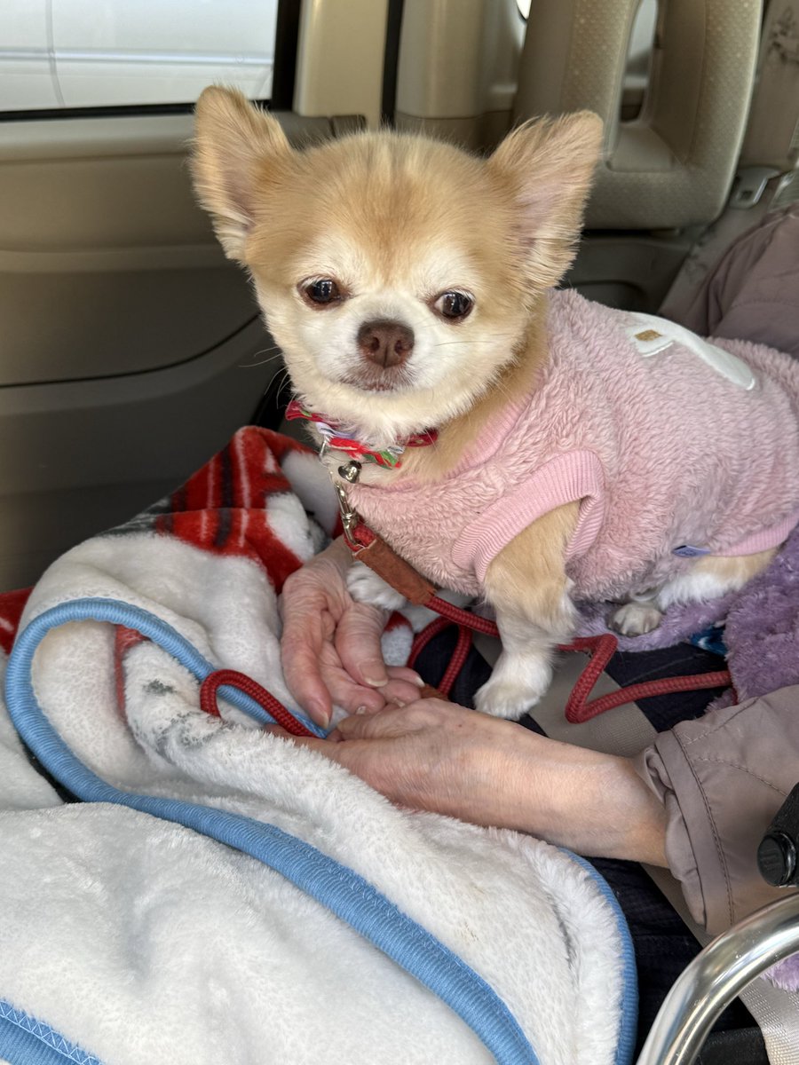 ぽこちゃん🍀🍀 tweet media