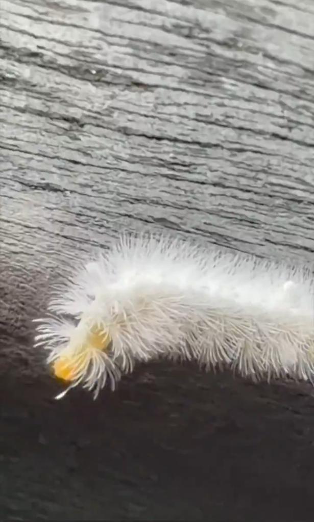 BEEFSHA's tweet image. What the hell is this?!