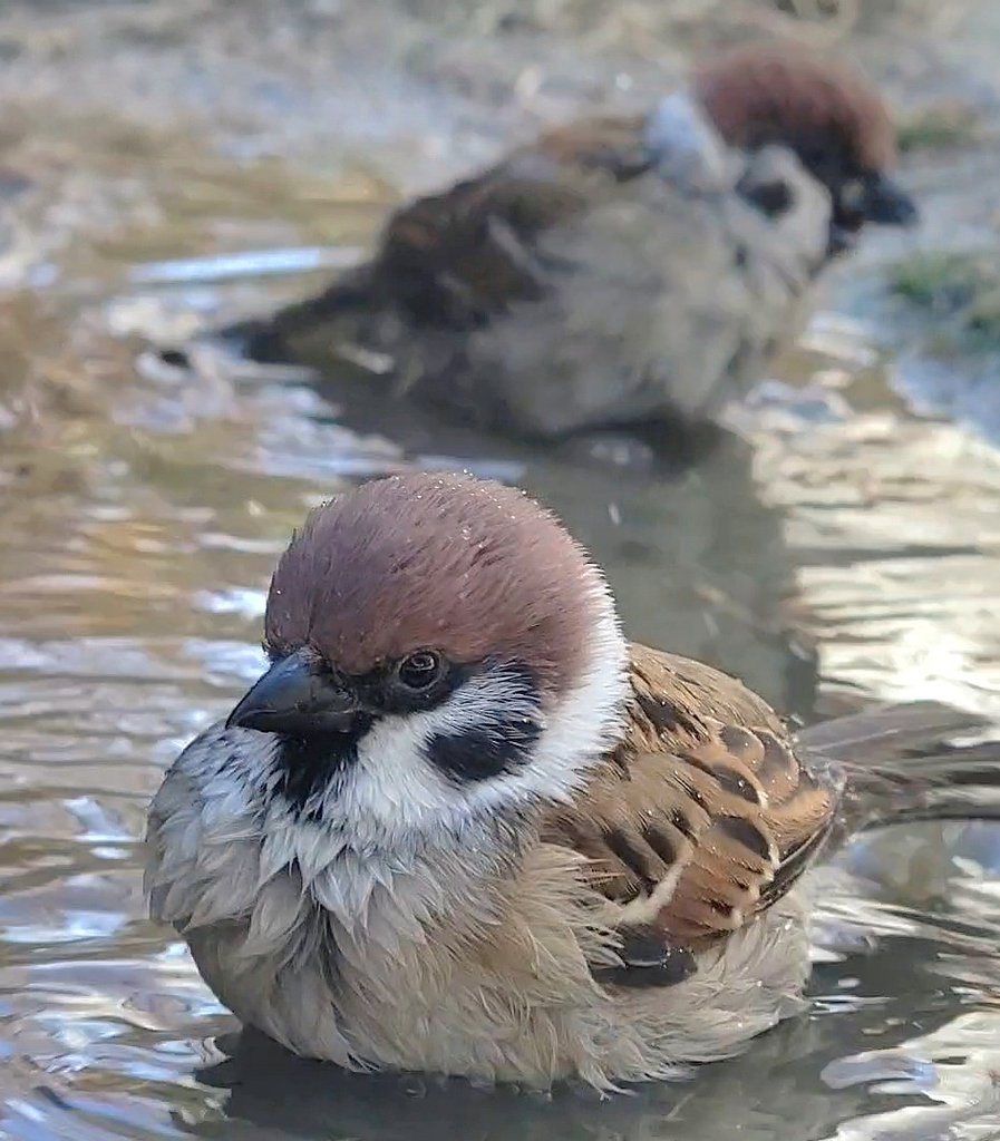 ピピピ (@pi_pipi33) / Posts / X