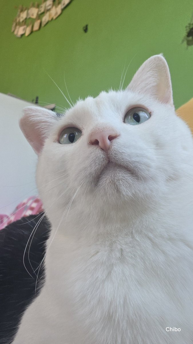 ちったん (@NYANMARUKE) / Posts / X