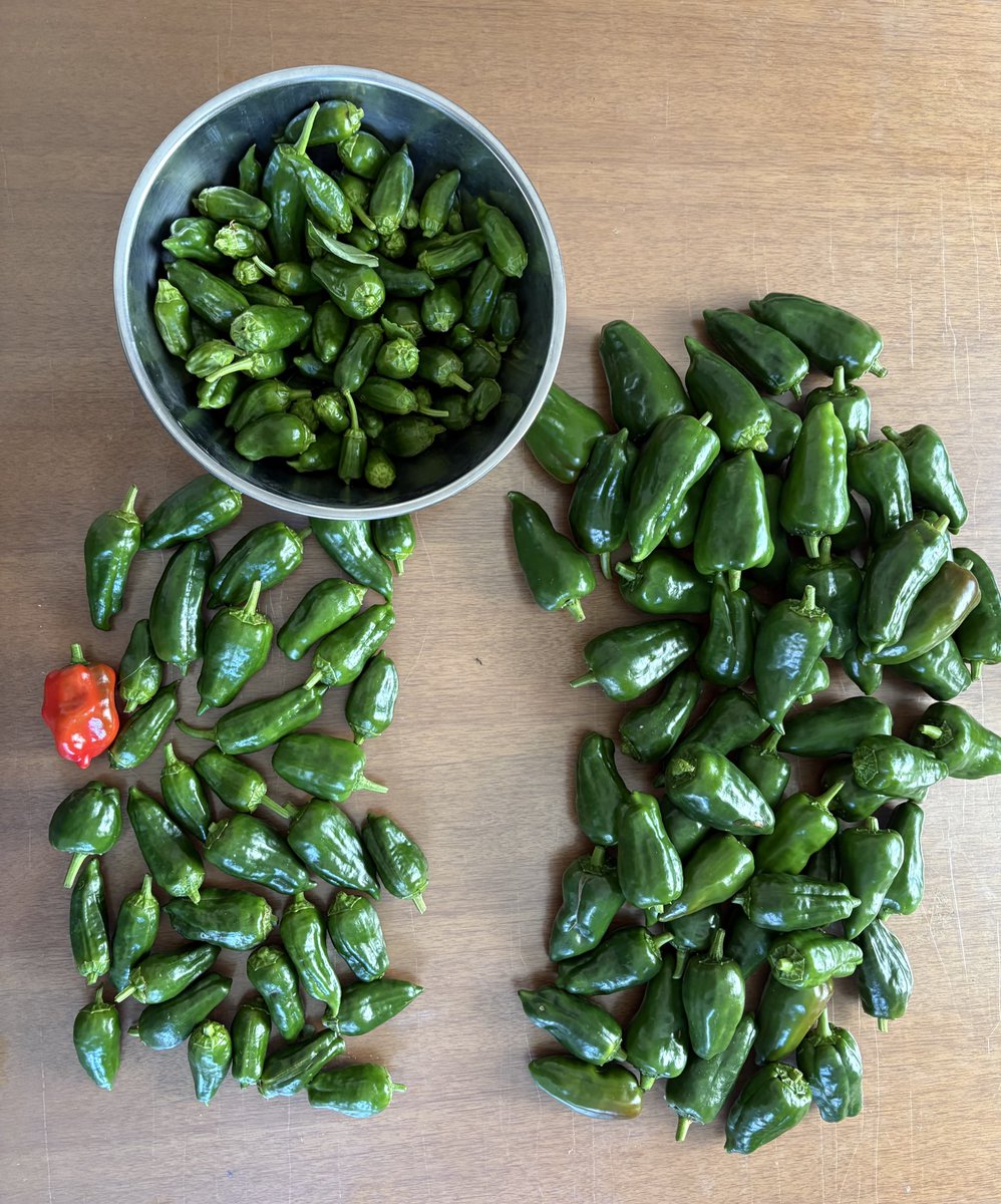 ぱりんこ (@parinkomesi8989) / Posts / X