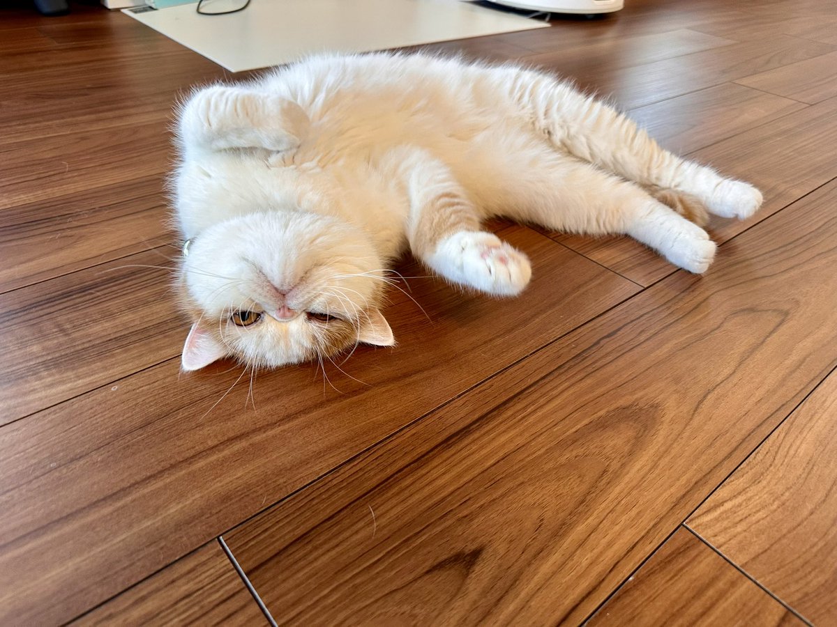 きなこページ エキゾのきなこさん。 (@miikomaple) / Posts / X