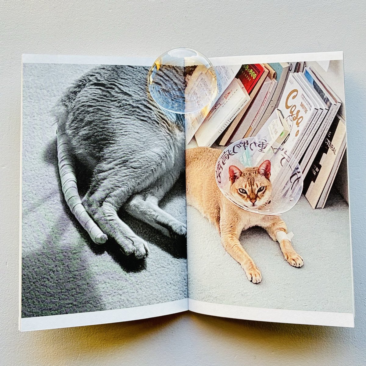 UT_IDeA's tweet photo. 2006年に刊行されたホンマタカシの代表作の一つ『Tokyo and my Daughter』に呼応するかのようなタイトルの本作『This Is Not My Cat』。
被写体は一匹の猫。猫が歩き回り、とまり、くつろいでいる。日記のように、ありふれた日常を写し出し、作家自身の猫がまるで他人の猫のように描かれてる。 https://t.co/9ZCUKZO1in