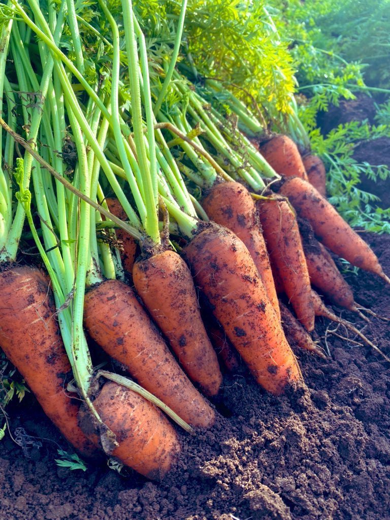 taiseinouen's tweet photo. 👨‍🌾第117回プレゼント企画🥕

抽選で3名様に
採れたて‼️
皮ごと食べれるあま〜い‼️さんぶ人参🥕2kgをプレゼント致します。

食べチョクにて販売中✨
ご注文数800件を超えました🙇‍♂️
是非この機会にお試しください😋

☆応募方法☆
①@taiseinouenをフォロー
②このツイートをRT

当選連絡はDMにて
※締切12/23(火)23:59