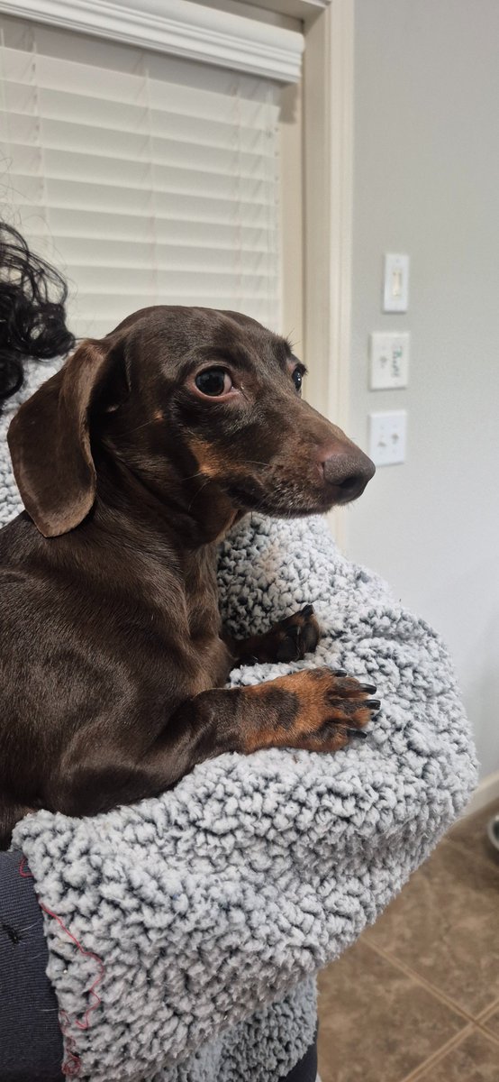 dcw7295's tweet photo. Harlow is on the road to recovery after emergency back surgery. Your support can make a difference in her journey to walk again. Every donation helps, and sharing this message can reach others who want to help.  Thank you! https://t.co/V6HuqTb4bS https://t.co/XGOSd50mEI