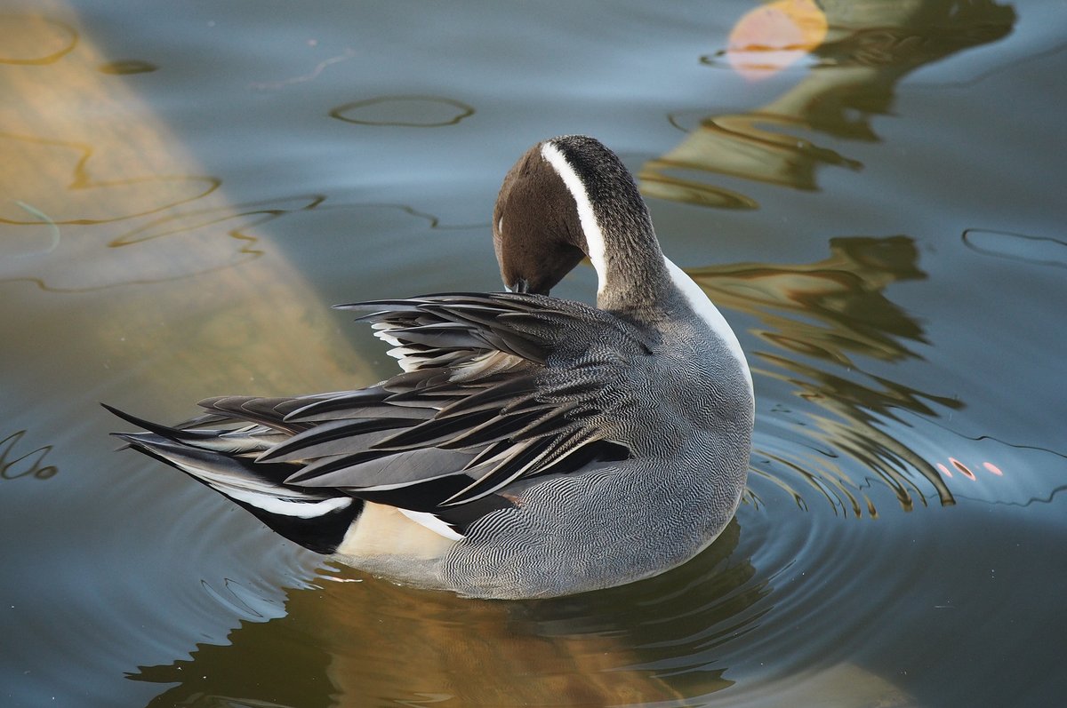 身繕いに余念がない。羽の差し色であるサーモンピンクや深緑のチラ見せも堂に入ったもの。さすがはNorthern pintailと呼ばれる鳥。ピンテールってのがまた小粋な響きで憎いぞこのやろう。