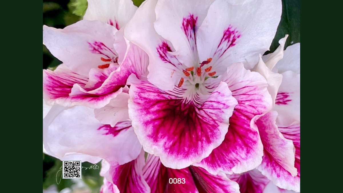 Floral Artwork On Your Computer Wallpaper! open.substack.com/pub/floralartw…