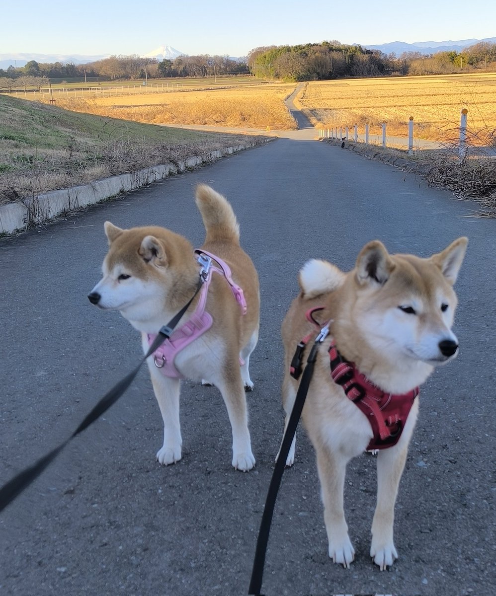 お早うございます😊
晴れ☀️
風強め🌀
土手でカラス🐦‍⬛🐦‍⬛さん😊
富士山🗻も綺麗に見えました😆
ちび子　ニコニコ😊
まる子　ニコニコ😊
#柴犬　#犬との生活　#犬のいる生活