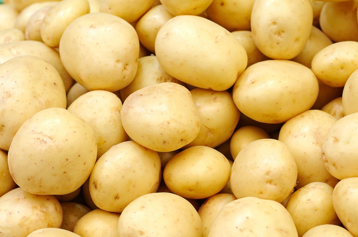 PeakoftheMarket's tweet photo. On the sixth day of Christmas, Rosie beamed with pride…

Six perfect potato types! 🥔✨

Yellow, red, russet, fingerlings, creamers, and white potatoes — each one grown with care by our incredible Manitoba growers and ready to shine in every holiday recipe. 🎄🍽️💚

 #ManitobaPotatoes #HolidayRecipes #EatLocalManitoba #PotatoLovers #FarmFresh #SupportLocalGrowers #ChristmasCooking #PotatoVarieties