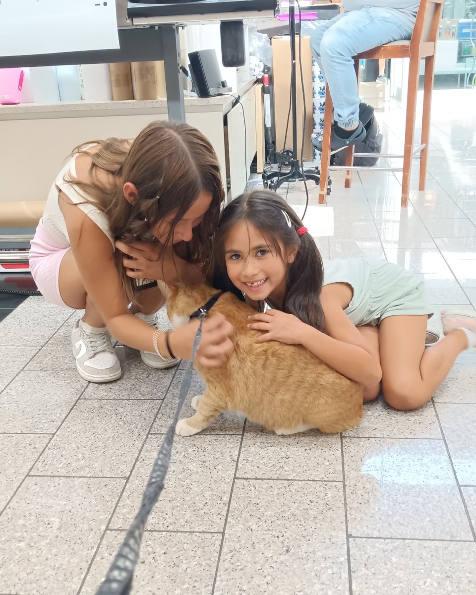pet_partners's tweet photo. Therapy cats bring calm, connection, and comfort everywhere they go. Rain’s visits from a FEMA center supporting wildfire survivors to everyday community spaces show how a quiet moment can ease stress and make people smile. 

Tell us: Has a cat ever brightened your day? https://t.co/iwD1aqYQNp