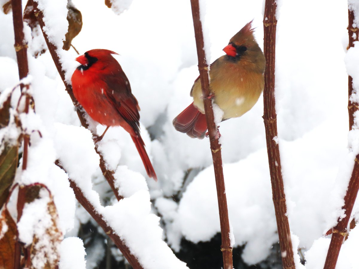 alexmwang1992's tweet photo. The northern cardinal couple was in the Heather Garden, Fort Tryon Park. @BirdCentralPark #birdcpp https://t.co/eqIYFAYu8v