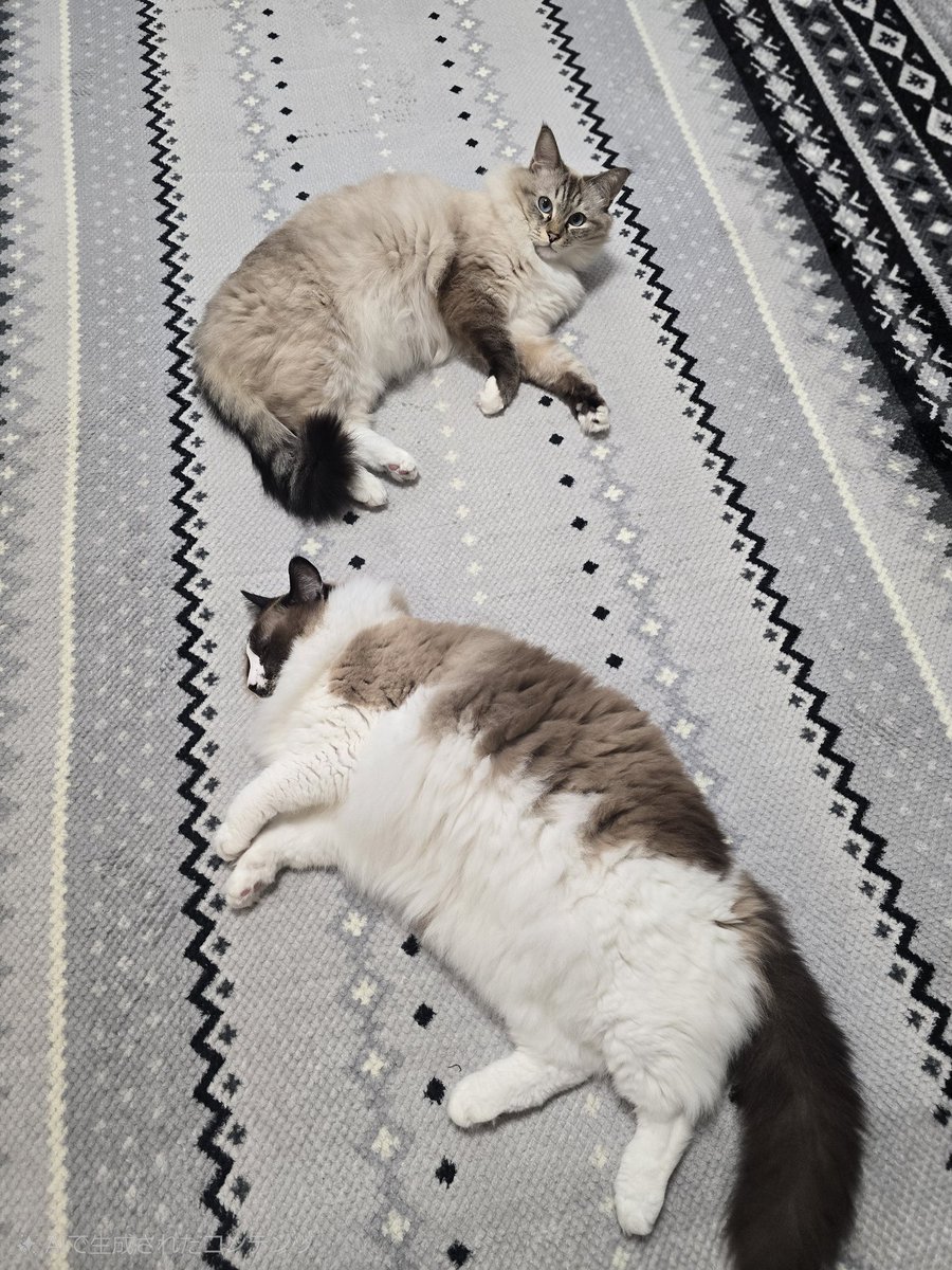ソラとニャースがホットカーペットを覚えた❗⚔️🐈️🛡️🐈‍⬛
#猫
#ラグドール