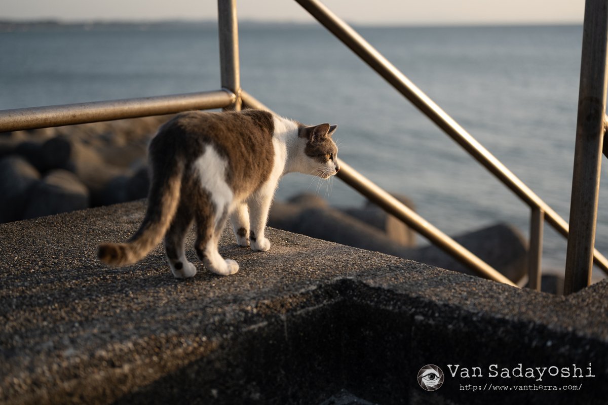 （7月VIP 10%off中) レオです❣️0722 z7