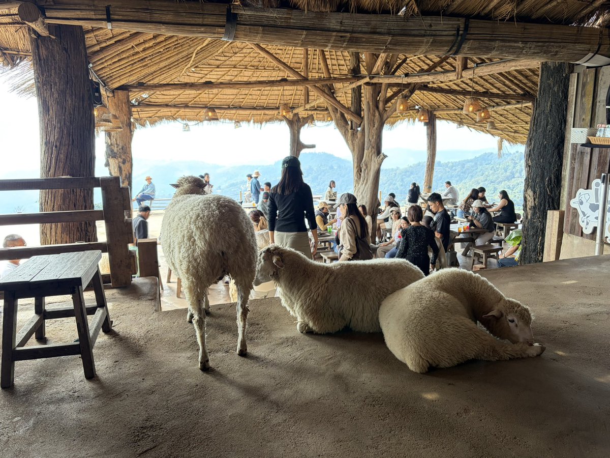 intaradia's tweet photo. เหนื่อยเน๊อะ! อยากเป็นแกะจัง…🐑 https://t.co/QnoXmb7Vku