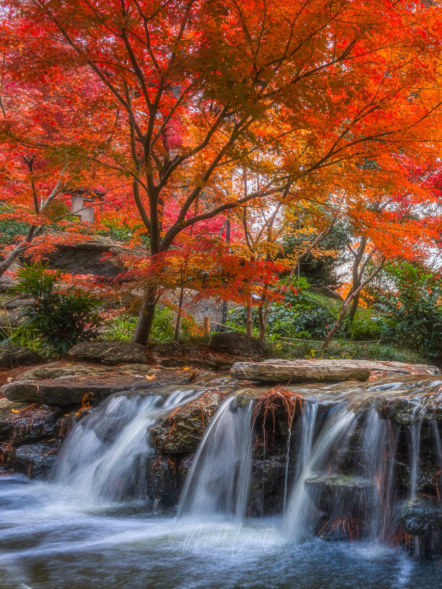 Matt Lantz tweet media