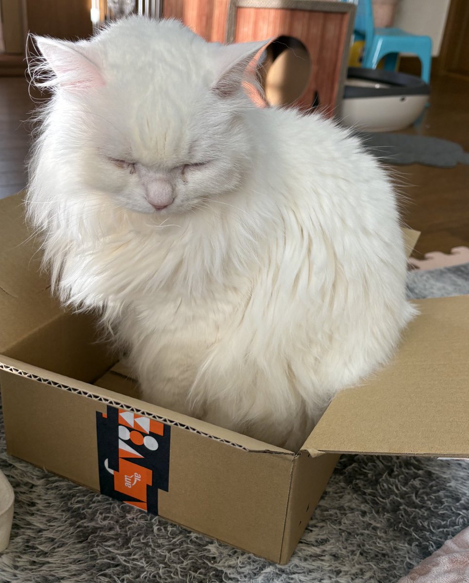 ありちゃん ★ 本日、木曜日のアリスちゃん😺 Amazonから何か届きました📦 おはよう