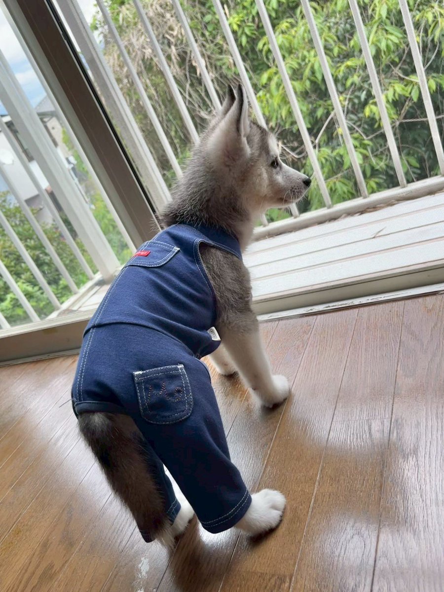 0309_yunokun's tweet photo. 皆さんの我が子がパピー期に着たお洋服を見せてくれませんか…(ﾎﾞｿｯ)

うちの子は成長早すぎてこの服1回しか着れませんでした😇 https://t.co/3jzFZ3efGl