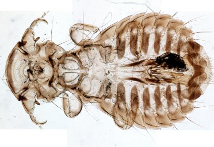 Zootaxa's tweet photo. Revision of genera in #Goniodidae (#Phthiraptera: #Ischnocera) parasitising gamefowl (#Aves: #Galliformes) with descriptions of six new #genera, one #newsubgenus and seven #newspecies
#taxonomy
https://t.co/6FslmkZZsI https://t.co/CUUyXiYQjy