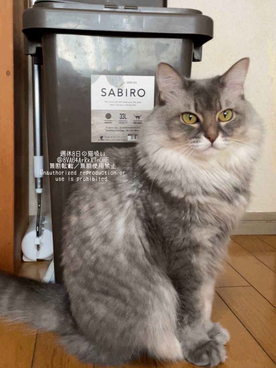 ねこすいページ 週休8日の猫吸い (@8VA64ArRkX7nOHE) / Posts / X