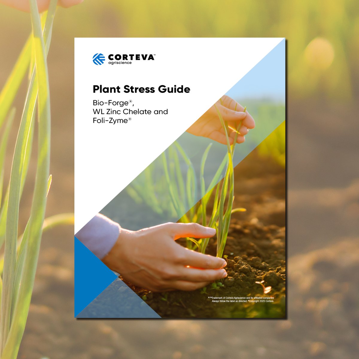 Corteva AUS tweet media