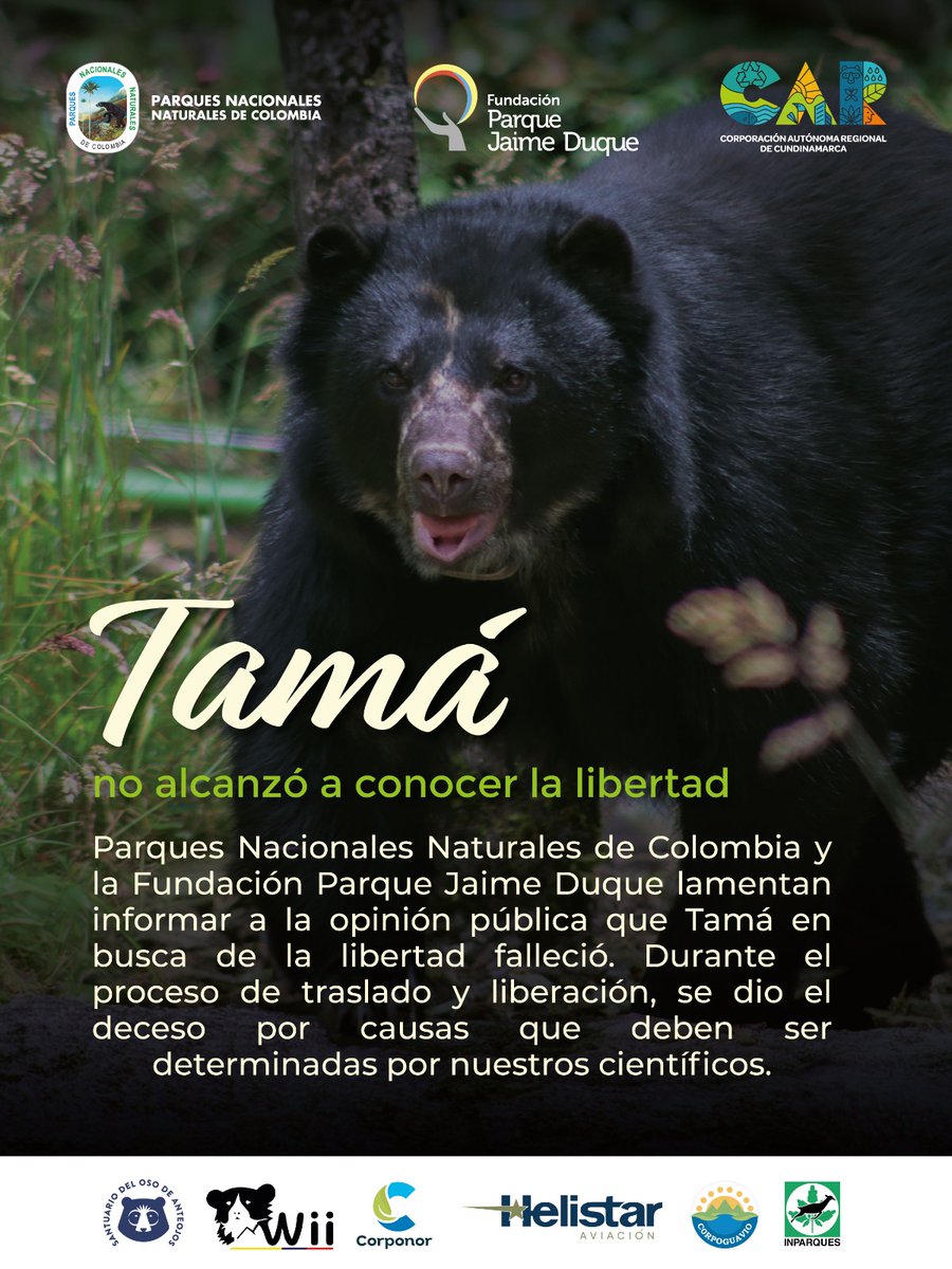 ParquesColombia's tweet photo. 🗞️#Comunicado | Informamos con profundo dolor que, durante el traslado para su liberación, el oso Tamá falleció. Su historia refuerza nuestro compromiso de seguir trabajando por la protección de la fauna silvestre y la vida. 
👉https://t.co/a51ZeX9D5I https://t.co/Ie62vvN1wZ