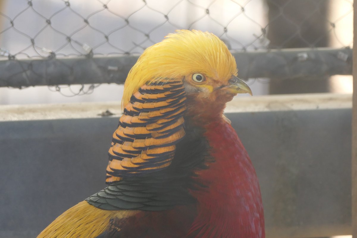 UenoZooGardens's tweet photo. おはようございます。
今朝の動物たちの様子をお届けします。

#キンケイ(オス)
#朝の上野動物園 https://t.co/wWVSF0lV9U
