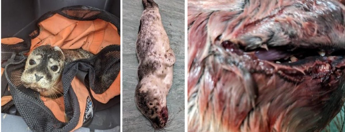 Simon R Gibbon tweet media