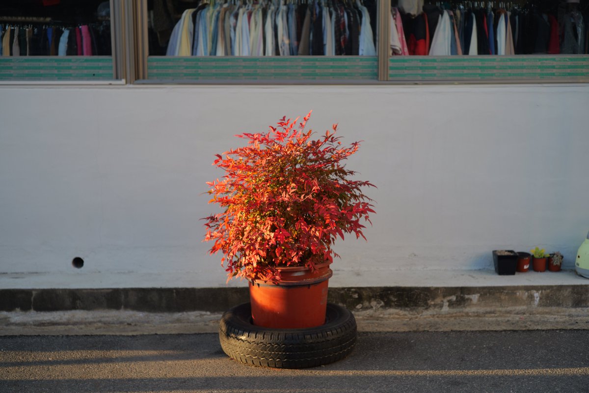 ruleoutro's tweet photo. ์ถ๊ทผ๊ธธ
Panasonic S9 + LEICA SUMMICRON 50mm F2(1967)
์๋๋ ์ฆ๊ฐ ์ต์ํ์ง๊ฐ ์์์ ์ถ๊ทผ์๊ฐ์ด ์ค๋ ๊ฑธ๋ฆฌ๋๊ตฐ์๐ https://t.co/9uCdKvGSLE