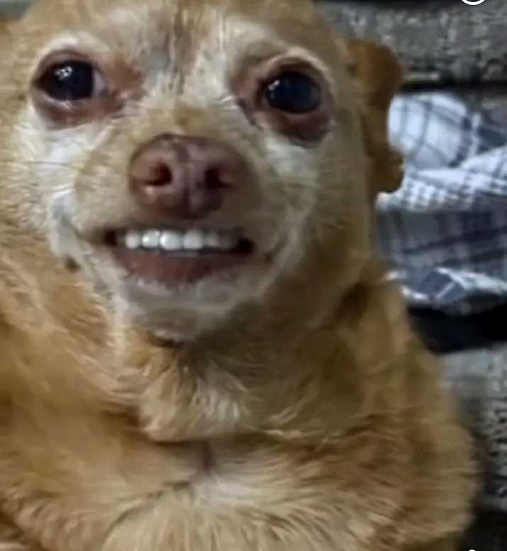 Kim_Chi 🥬🌶️ tweet media