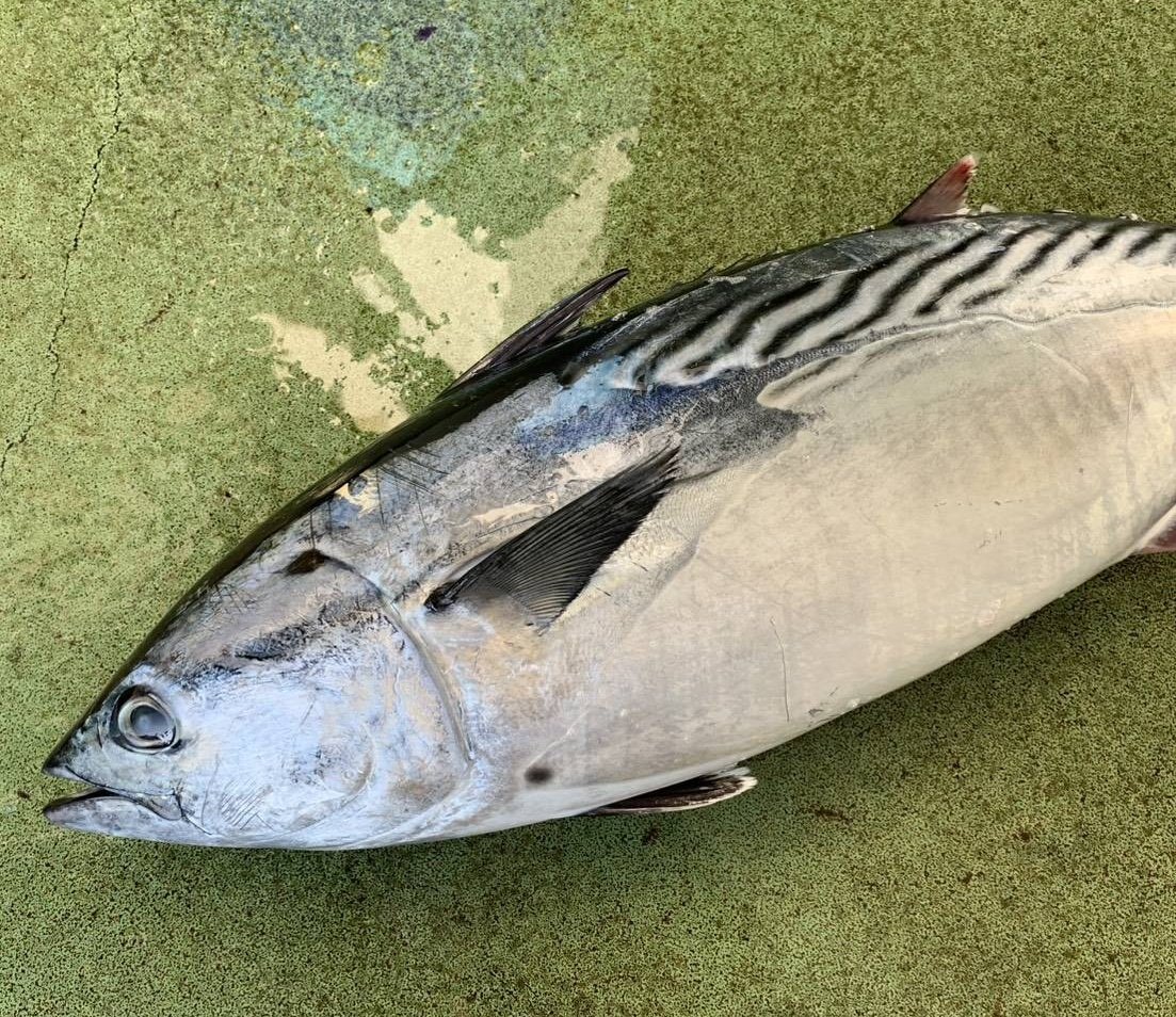 なーんだ！🐟🐟🐟