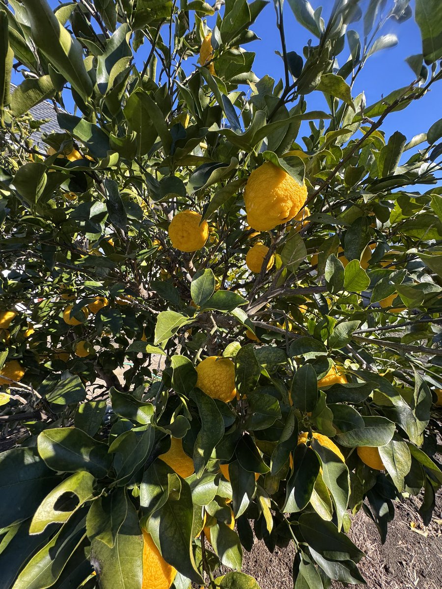 アンナミラクル 先日、アップした柚子 昨日全部収穫しました 今日
