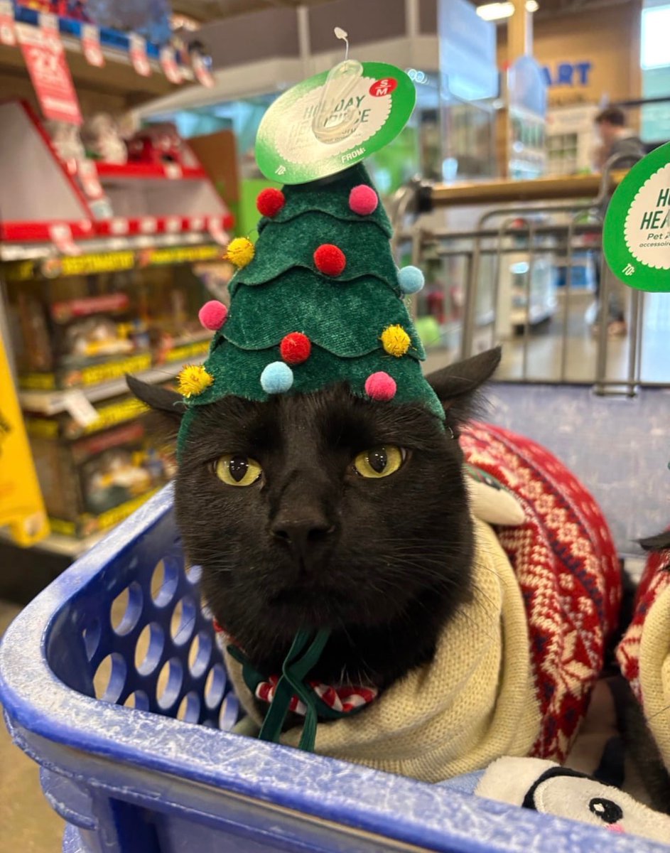 My cats went to a petsmart party- they weren’t amused…