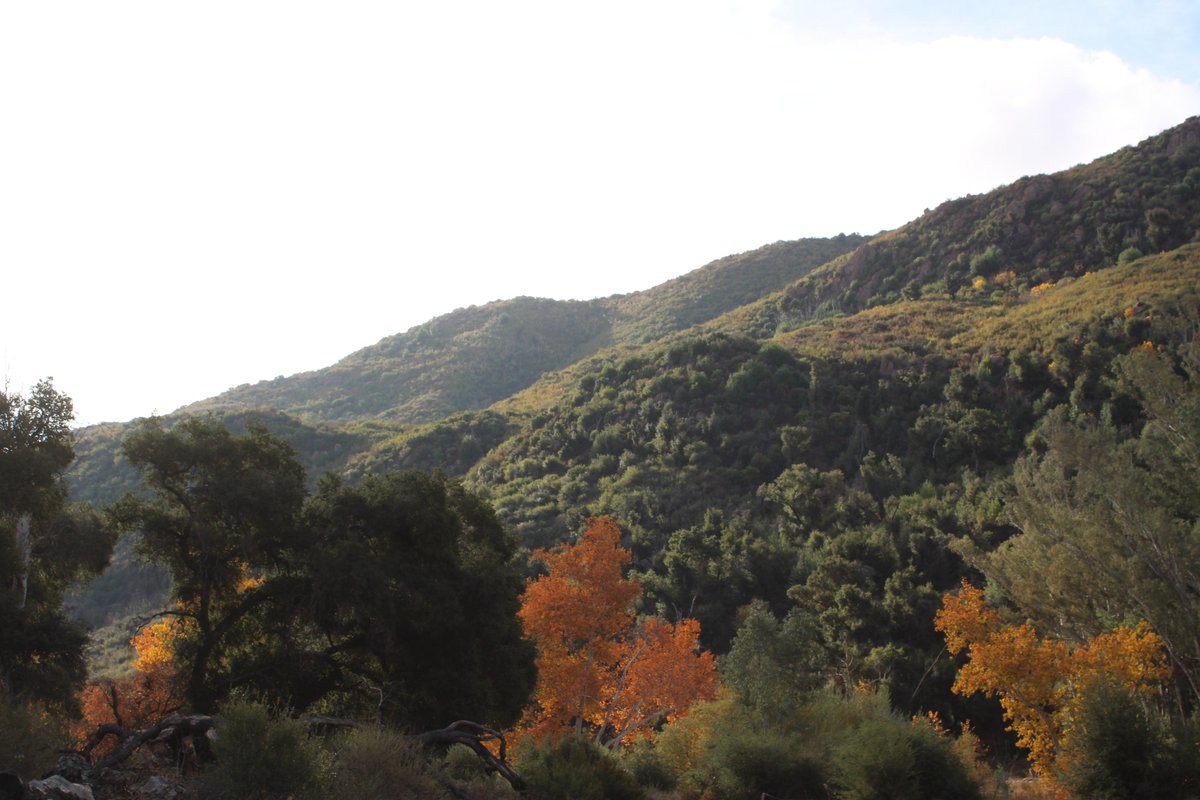 the conspiratorial 17 tweet media